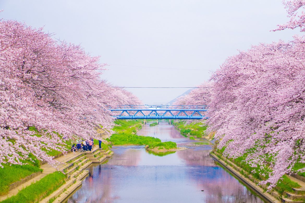 Sakura Cireșii Infloriți Ai Japoniei Cand și Unde Să Mergeți