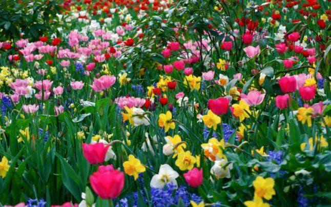 Cele Mai Bune Locuri Unde Pot Fi Admirate Florile De Primăvară
