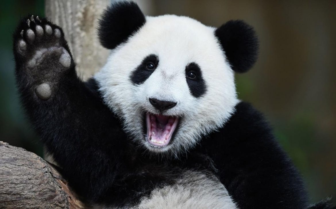 7 Lucruri Despre Simpaticul Ursuleț Panda și Tot Atatea Imagini
