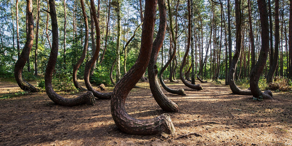 Descoperă România. Pădurea Hoia Baciu, între mit și realitate - Editia de Dimineata