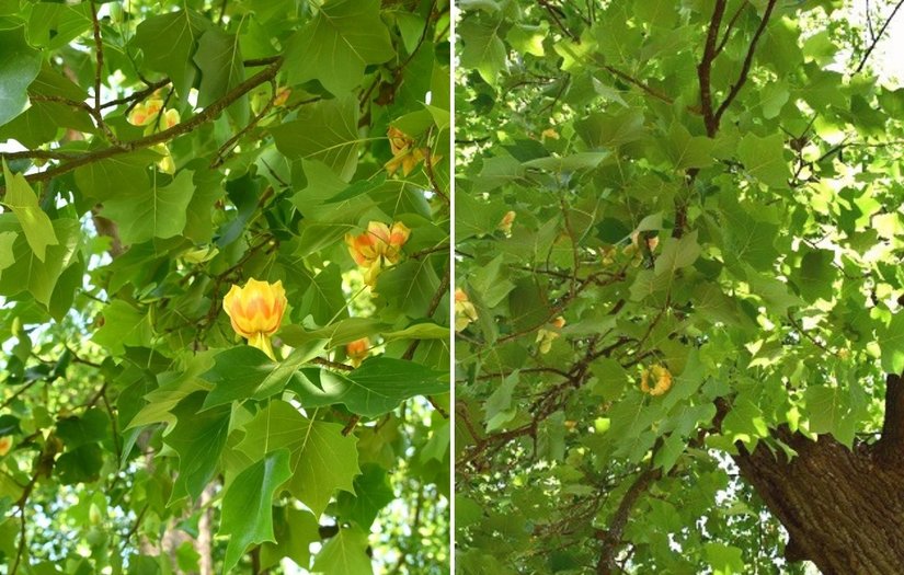 Arbori cu lalele de la Palatul Brukenthal din Avrig, din vremea baronului von Brukenthal | Credit foto: Mira Kaliani