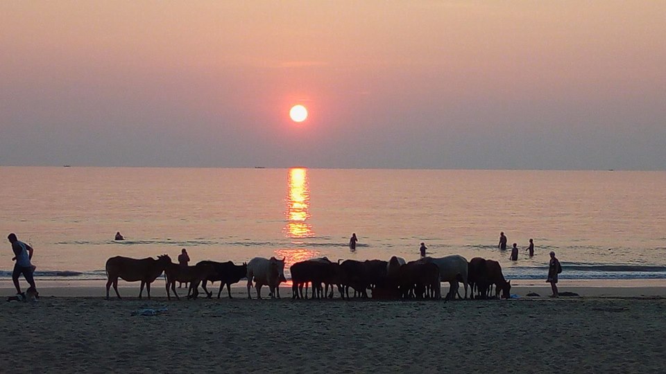 Celebrele vaci din India, ieșite la plajă. Foto: Florin Slabu, Hitch Earth