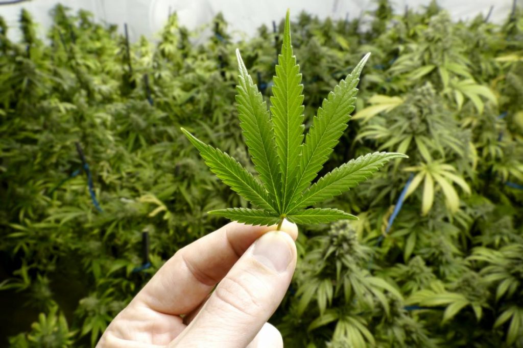 Marijuana. Sursă: Medical News Today