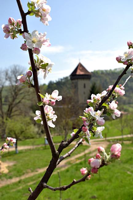 În livadă; în fundal biserica fortificată din Mălâncrav | Credit foto: Mira Kaliani
