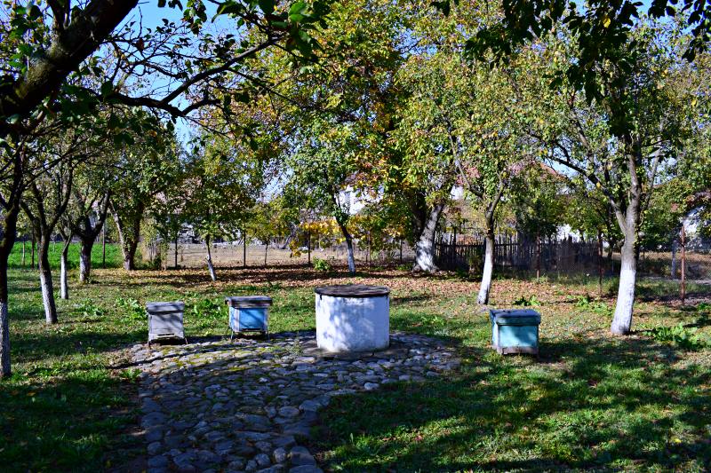 Grădina casei. Astăzi a rămas o grădină micuță, însă, în vremea lui Blaga, grădină dădea până în șoseaua principală. Unii dintre proprietari au vândut o jumătate de grădină și a rămas o grădina mai mică. Acum este o livadă cu meri și pruni, un nuc și, uneori, au loc acolo diferite evenimente culturale. | Credit foto: Mira Kaliani