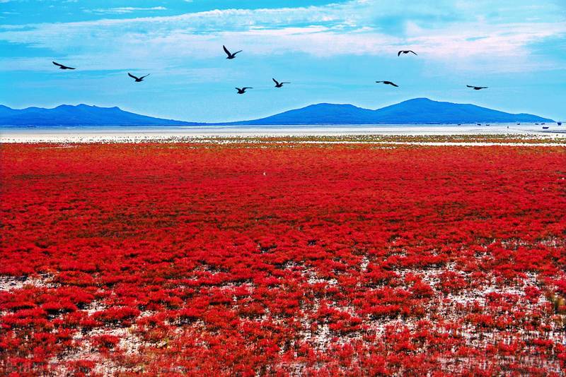 Plaja Panjin, China | Sursa: Absolute China Tours