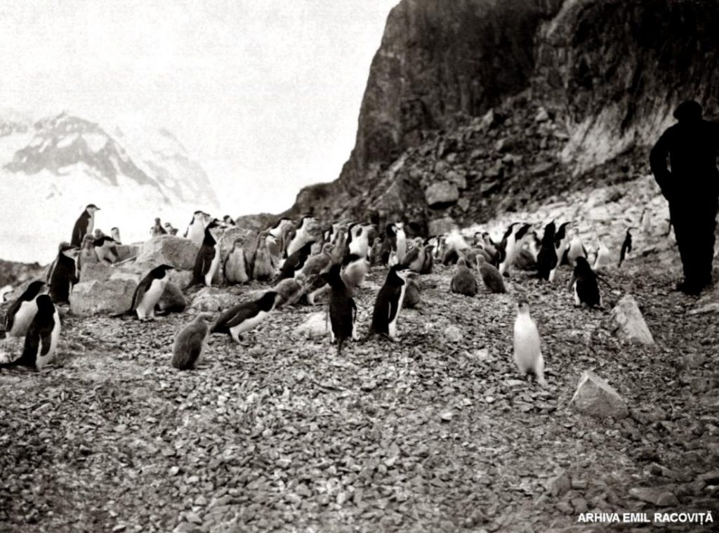 Pinguini antarctici vizitați de un explorator | Arhiva Emil Racoviță, Foto: F. Cook, via emil-racovita.speosub