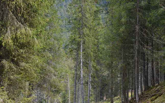 Pădure de molid ewyn