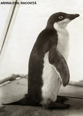 Un pinguin din Ţara Adélie | Arhiva: Emil Racoviță, Sursa: emil-racovita.speosub