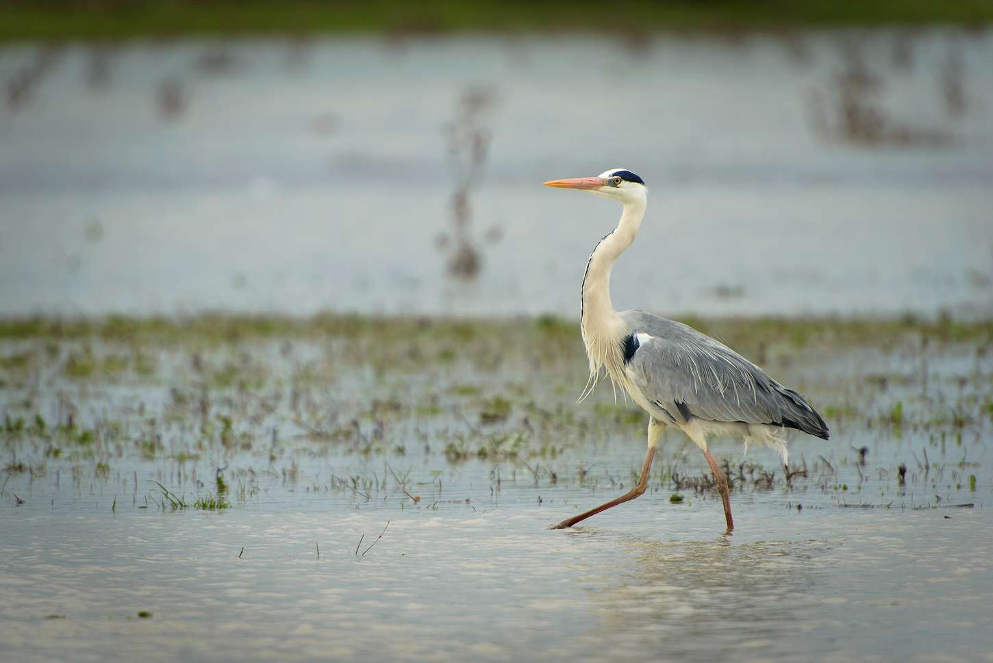 Descoperă România. Parcul Natural Cefa, raiul pescarilor din județul
