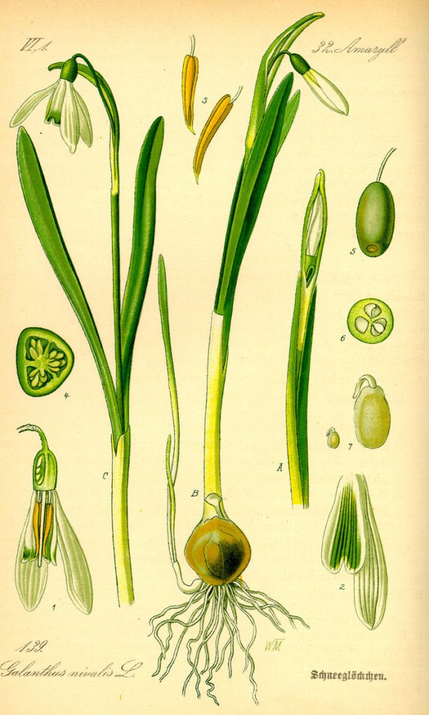 Ghiocelul, ilustrație din cartea Flora von Deutschland, Österreich und der Schweiz, 1885, de botanistul german Otto Wilhelm Thomé | Sursa: Wikipedia, domeniu public